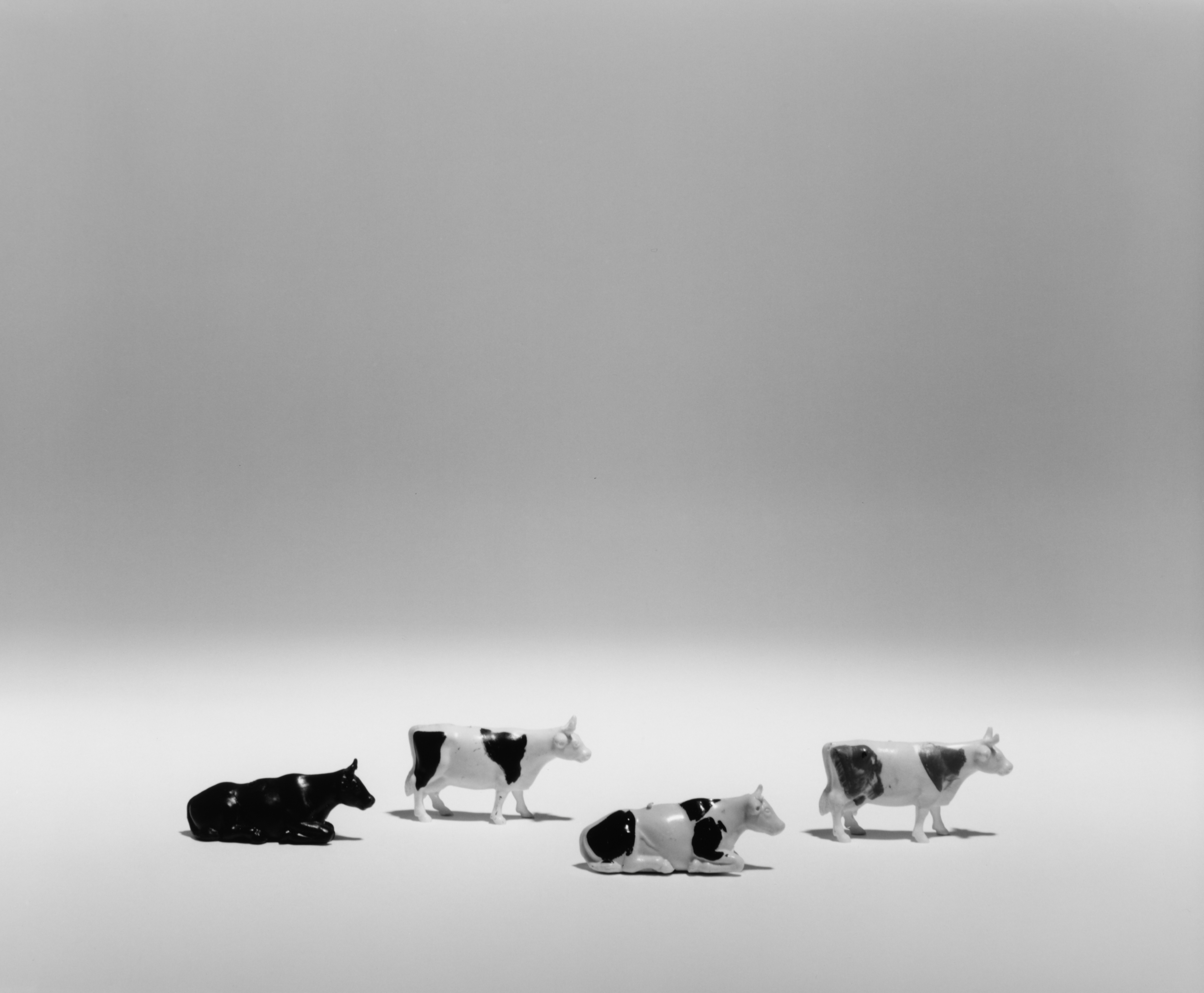 At First Sight An Encyclopedia Of Childhood Cows from The Village at-first-sight-an-encyclopedia-of-childhood-cows-from-the-village
