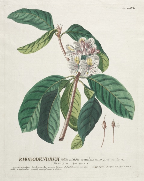 Plantae Selectae:  No. 66 - Rhododendron