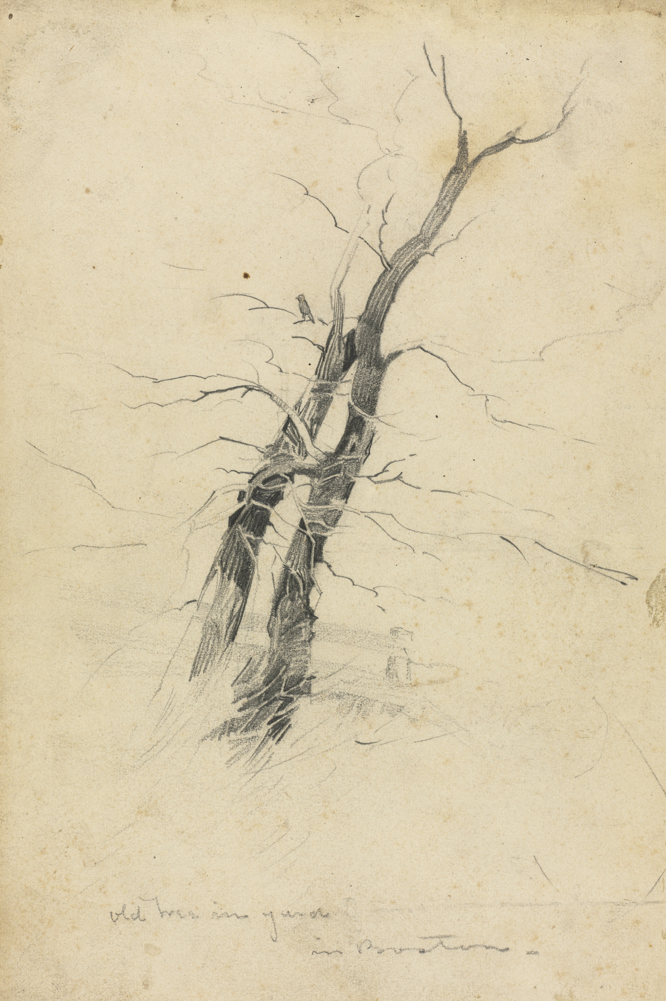 Sketch: Old Tree in Yard in Boston (41 of 150)