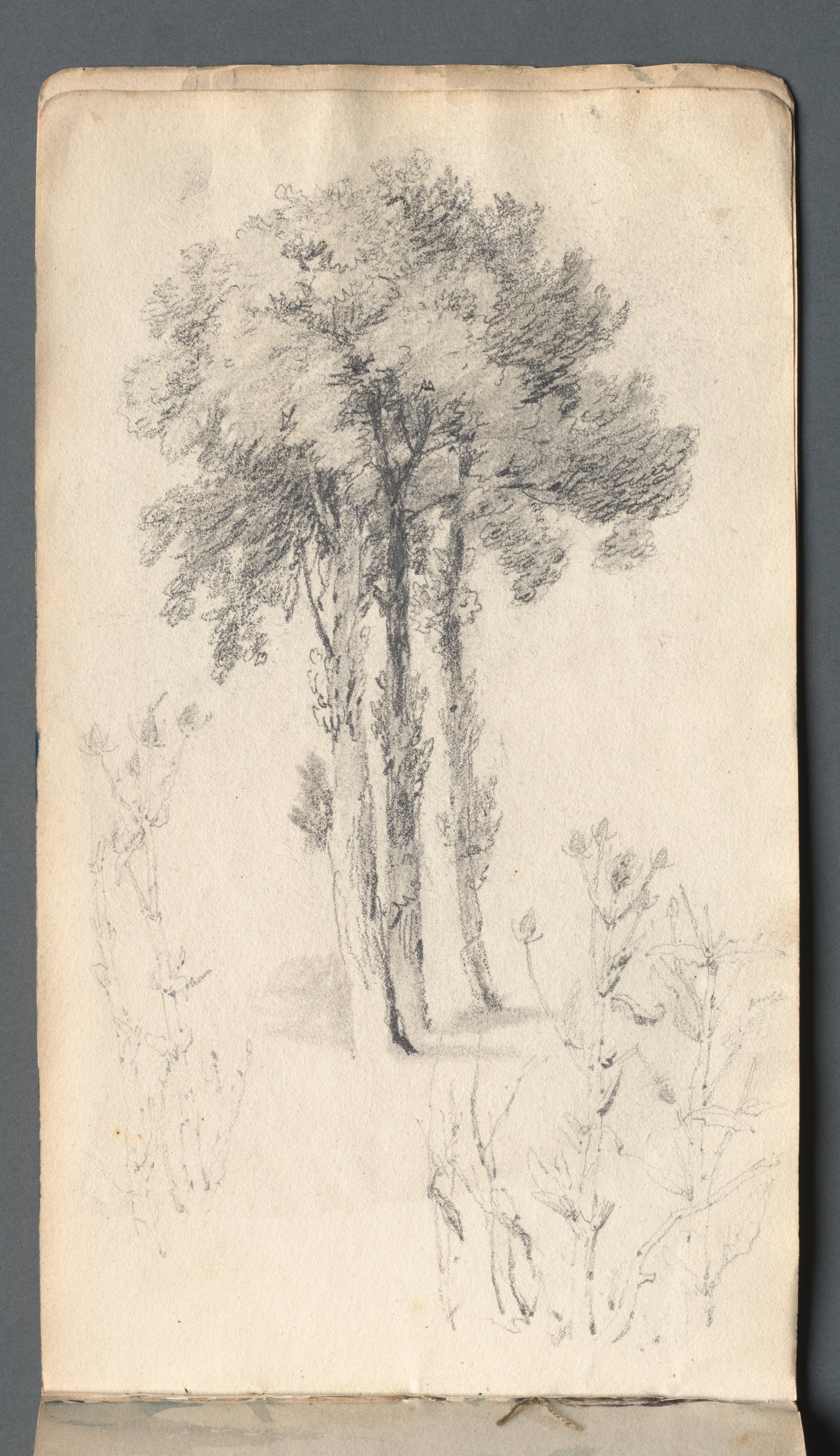 Sketchbook: Tree Study