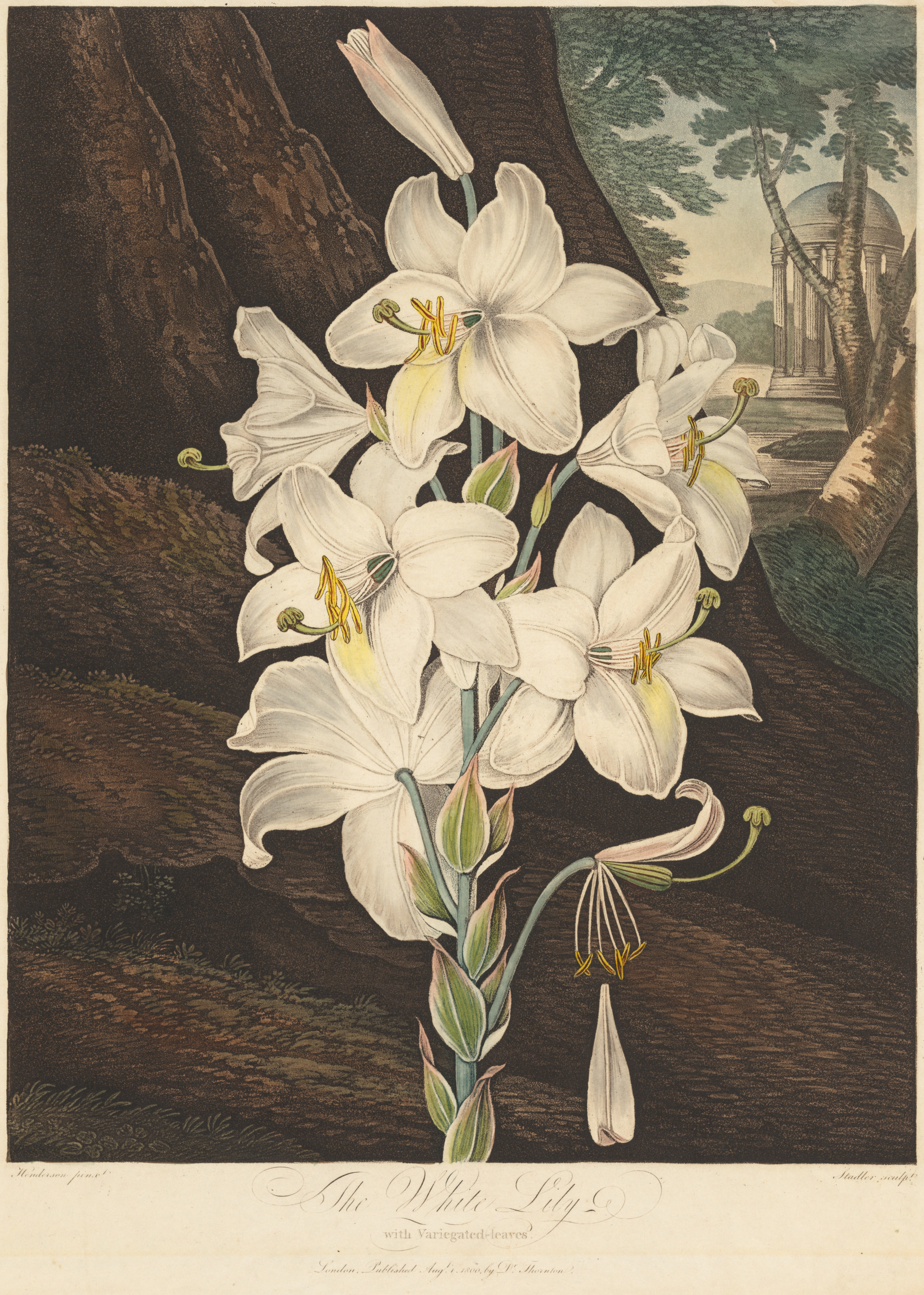 The Temple of Flora; or Garden of Nature: White Lily with Variegated Leaves