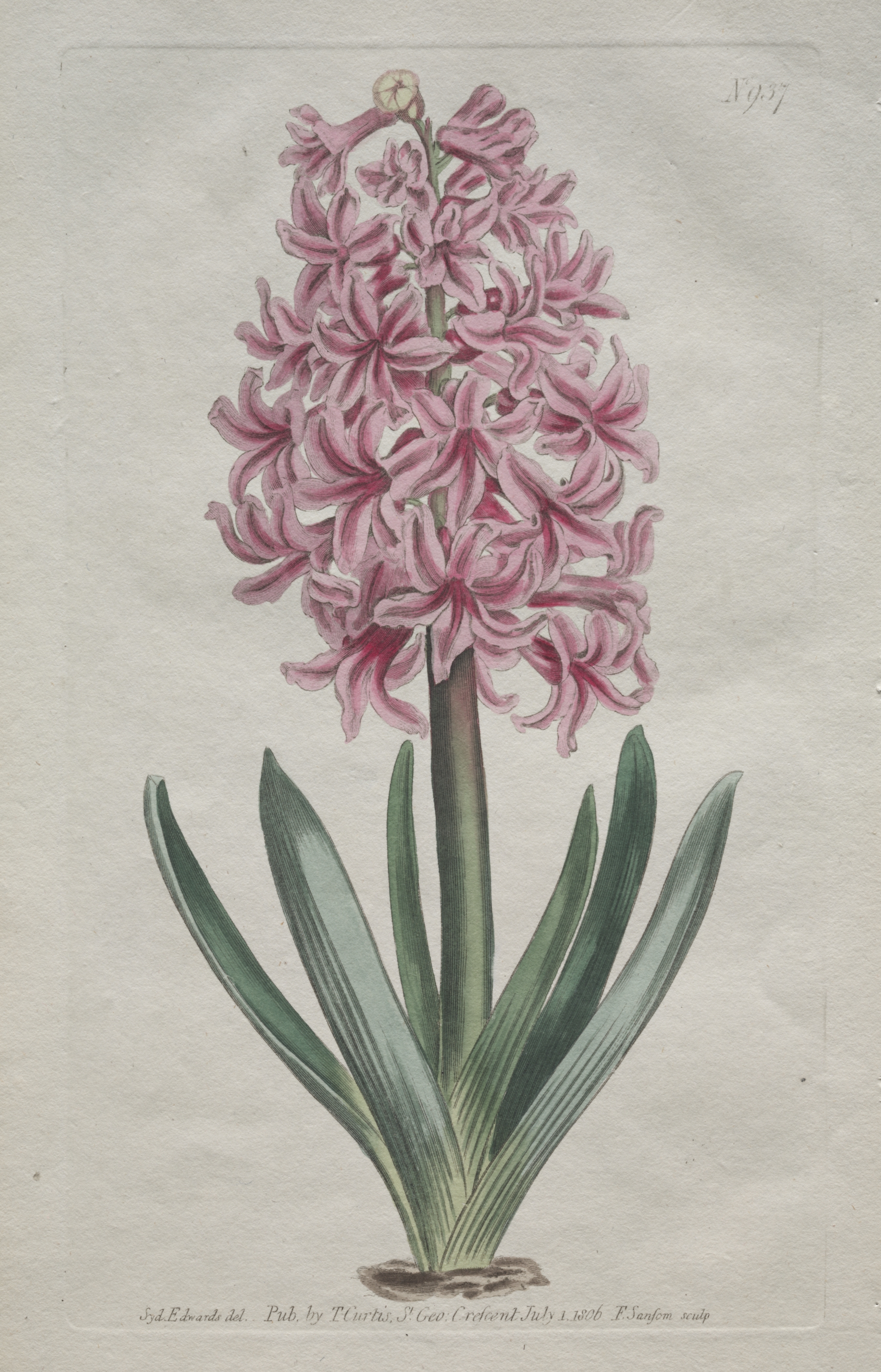 The Botanical Magazine or Flower Garden Displayed:  Garden Hyacinth