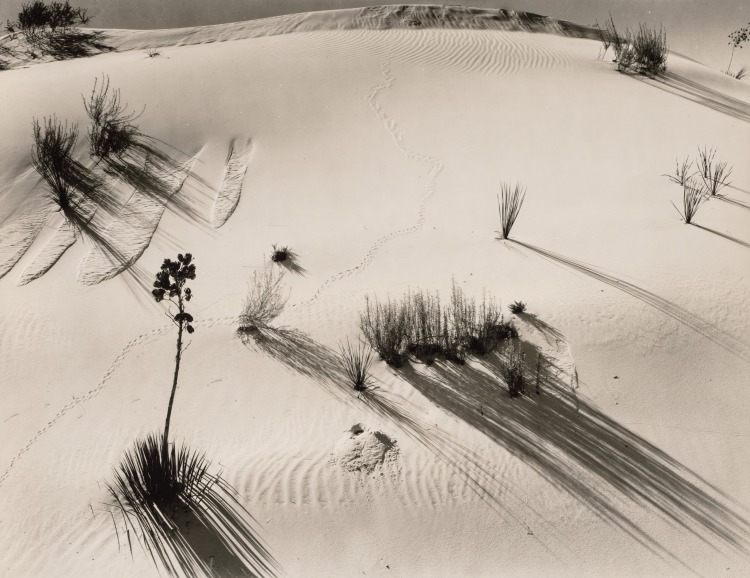 Dune and Yucca, White Sands, New Mexico