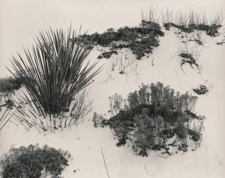 Dune and Plants, White Sands
