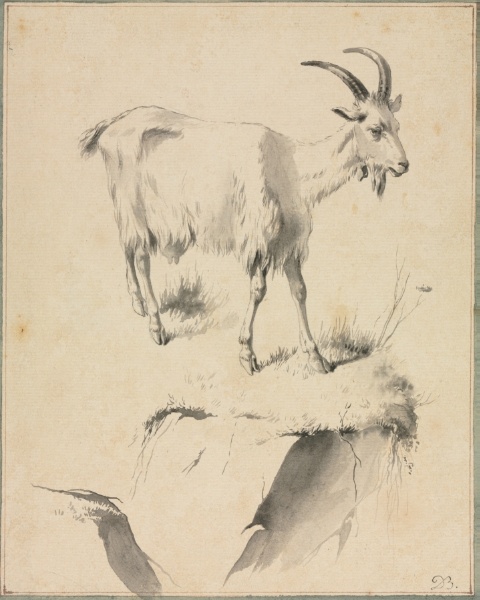Study of a Goat