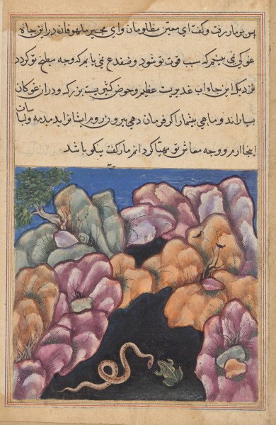 The snake enters into an argument with the frog, from a Tuti-nama (Tales of a Parrot): Twenty-sixth Night