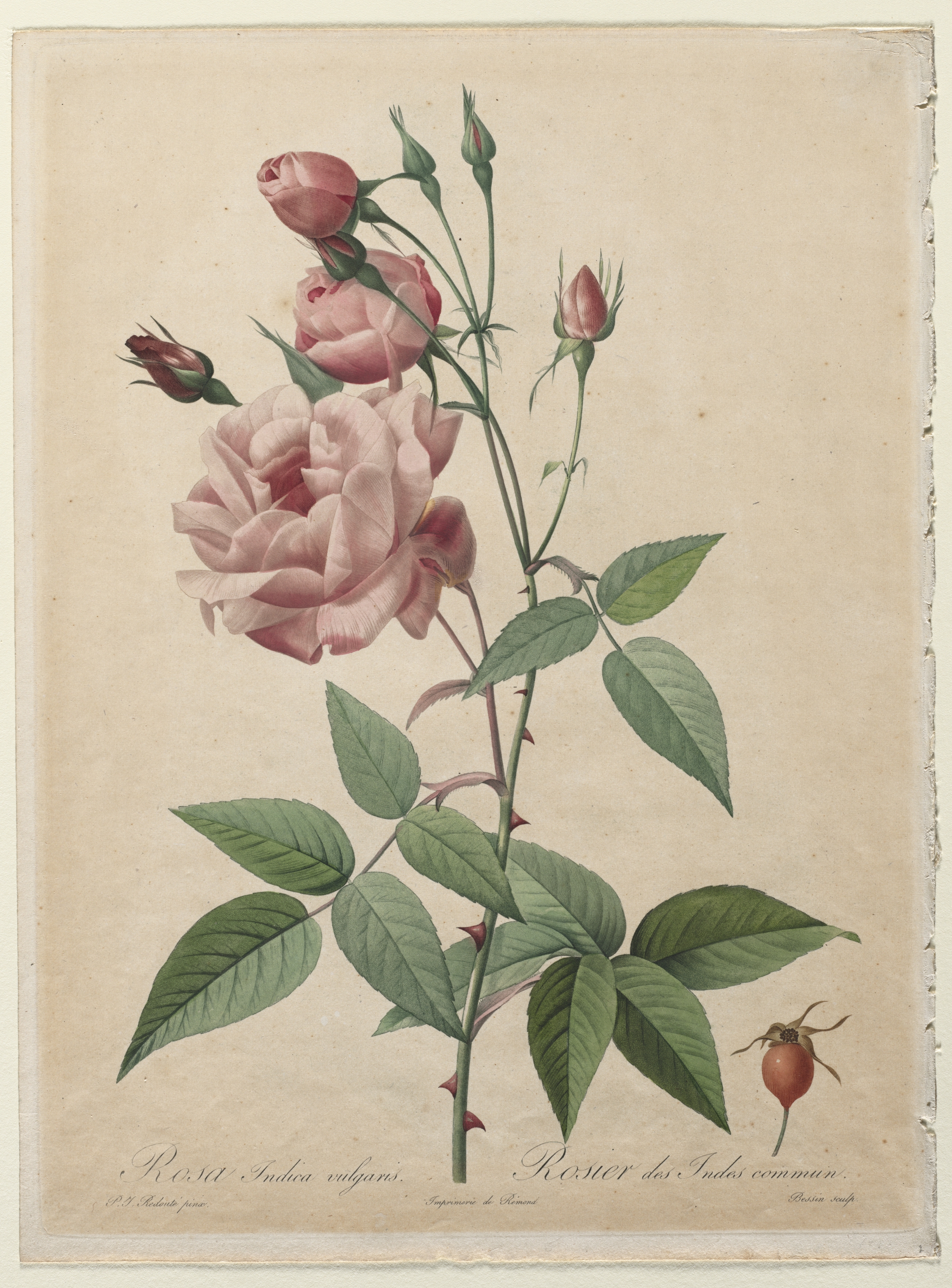 The Roses: China or Bengal Rose