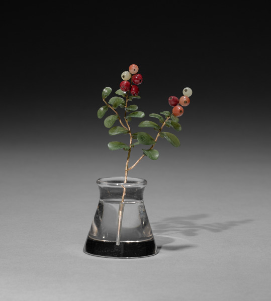 Flower Study of a Lowbush Cranberry or Lingonberry