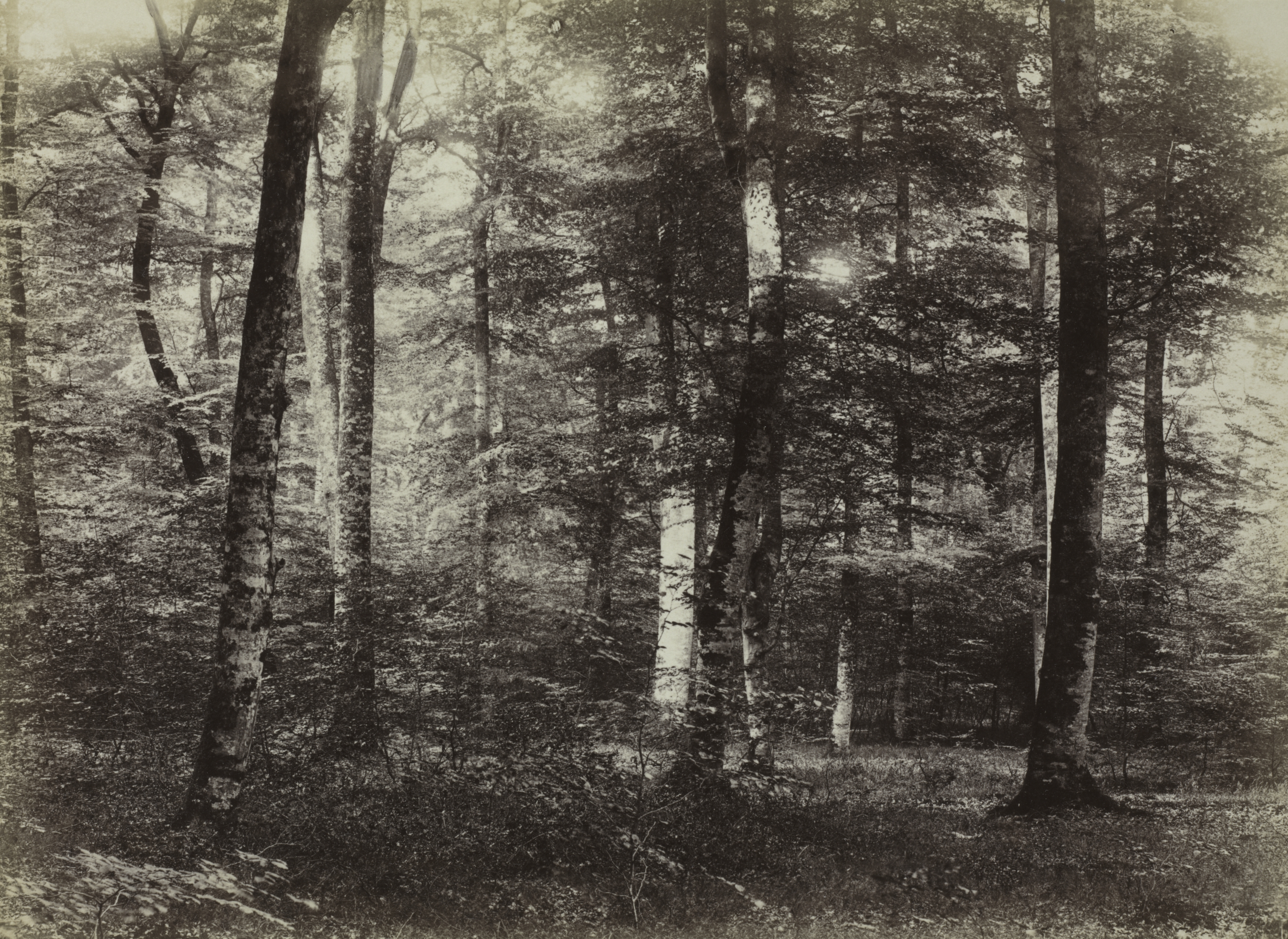 Untitled (The Forest of Fontainebleau)