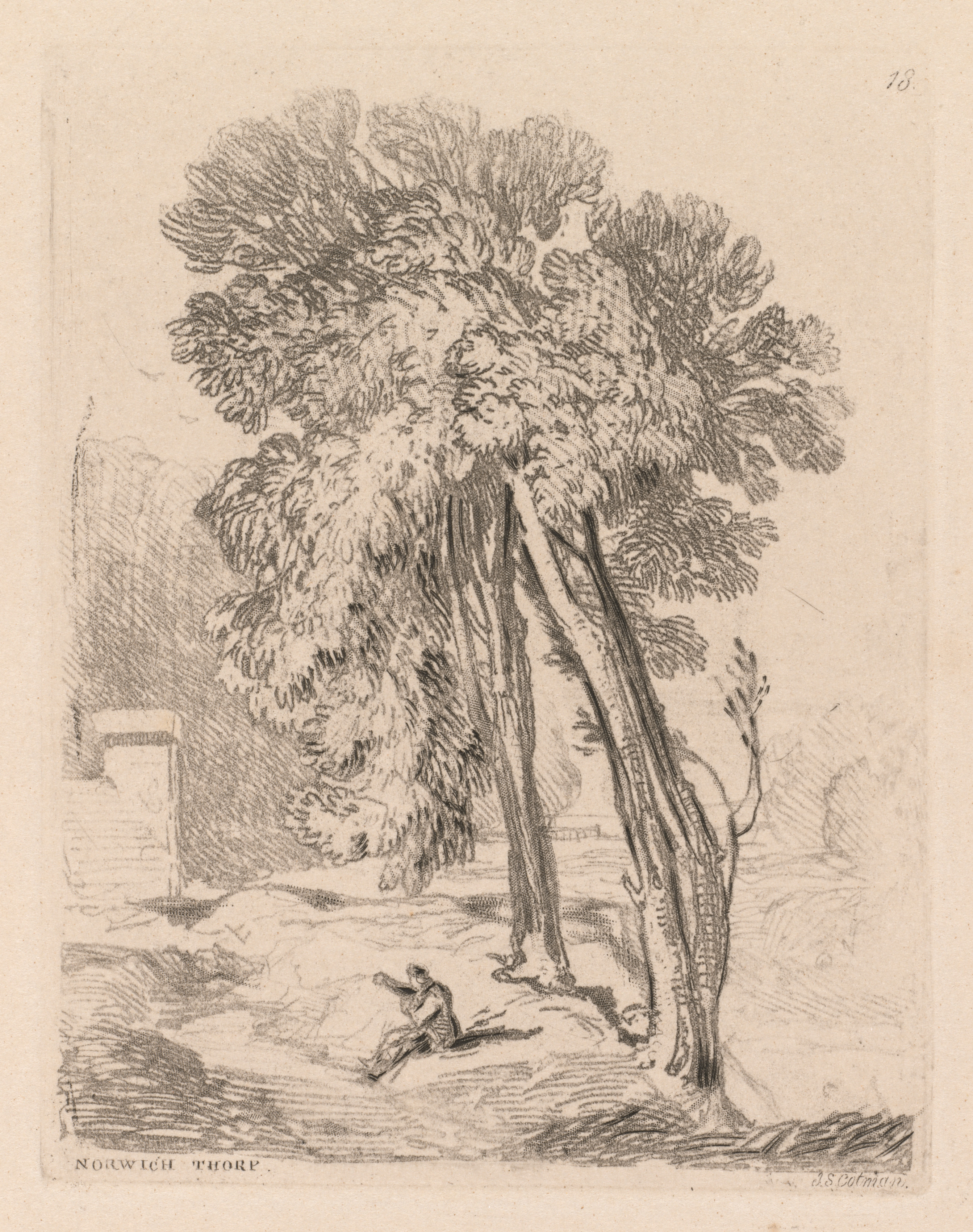 Liber Studiorum: Plate 18, Trees at Norwich Thorp, Norfolk