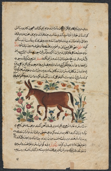 Khar (Ass), from a Nuzhat-nama-yi ala'i (Excellent Book of Counsel) of Shahmardan ibn Abi al-khayrr (verso)