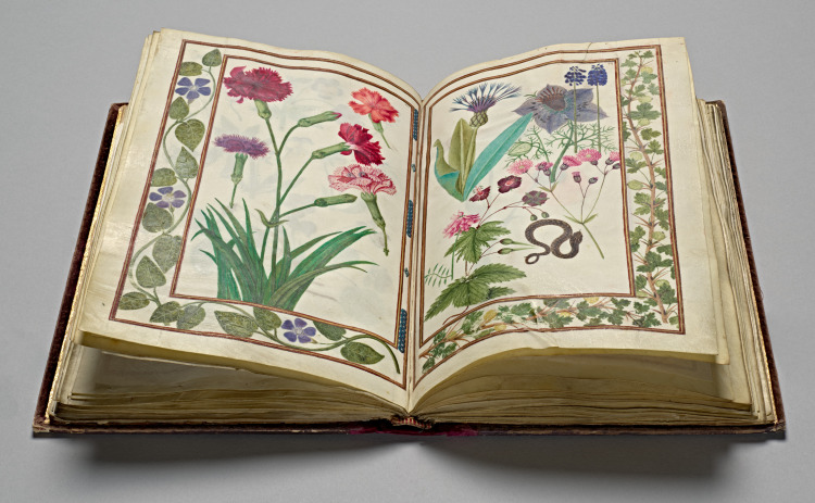 Florilegium (A Book of Flower Studies)