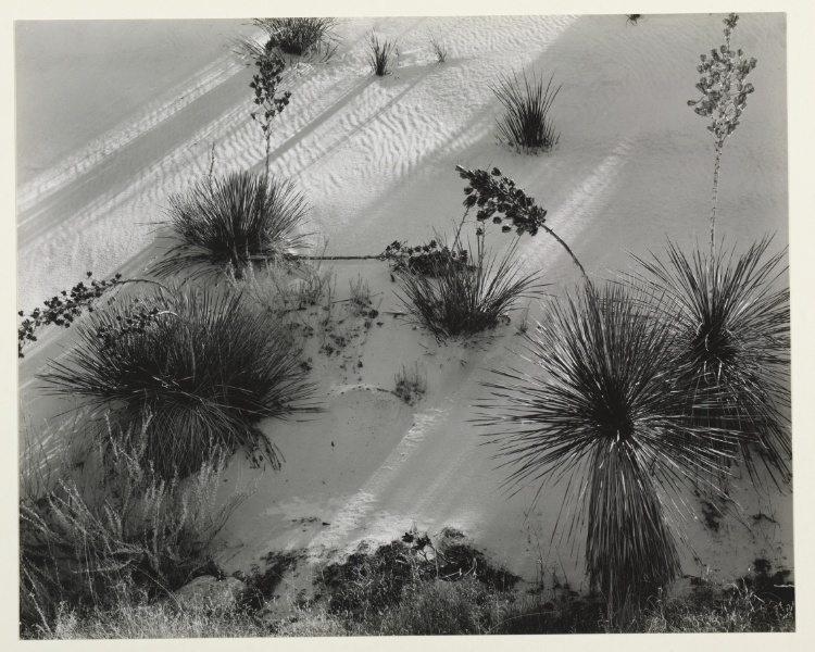 Untitled (White Sands and Yucca)
