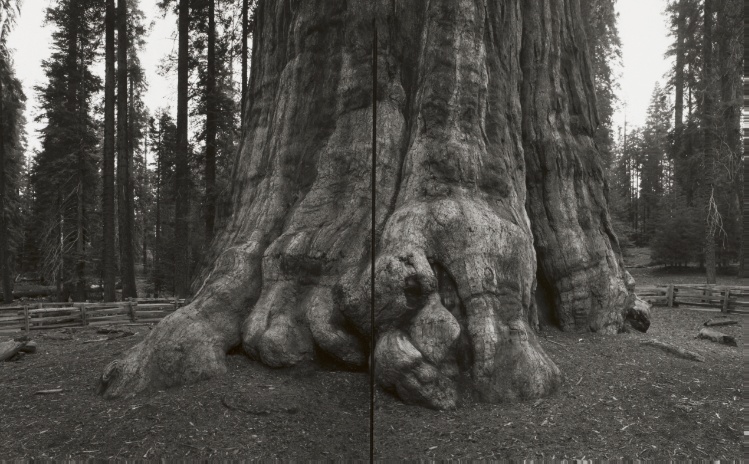 National Champion Giant Sequoia, California