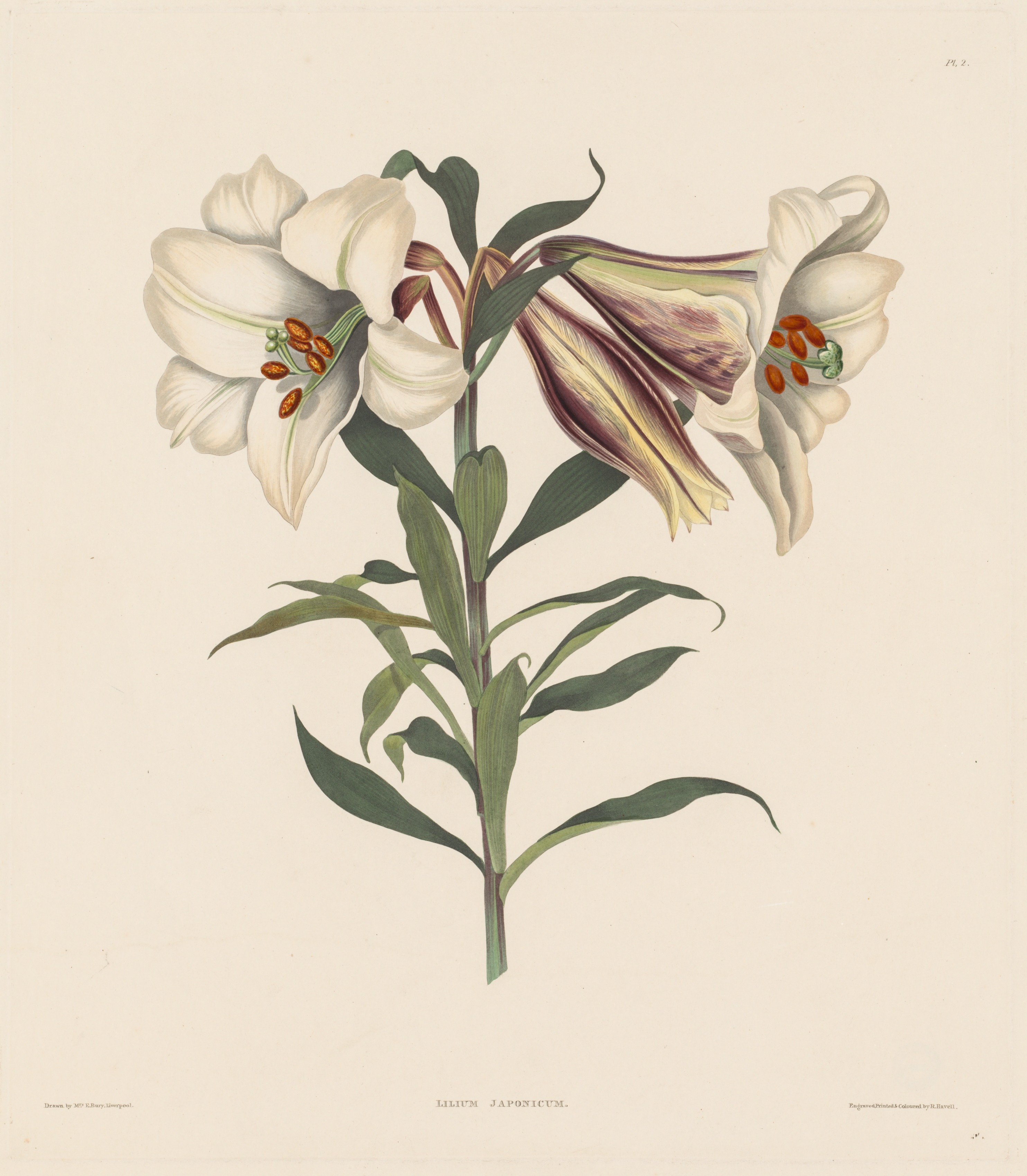 A Selection of Hexandrian Plants, belonging to the natural order of Amaryllidae and Liliacae:  Japanese Lily
