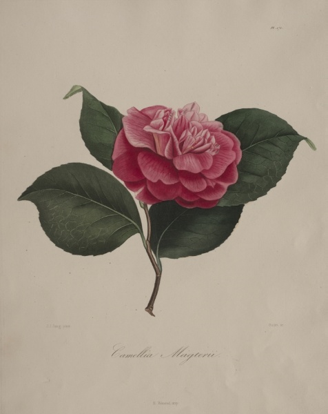 Iconographie du genre camellia:  No. 171