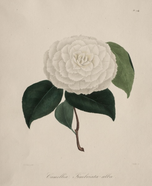 Iconographie du genre camellia:  No. 194