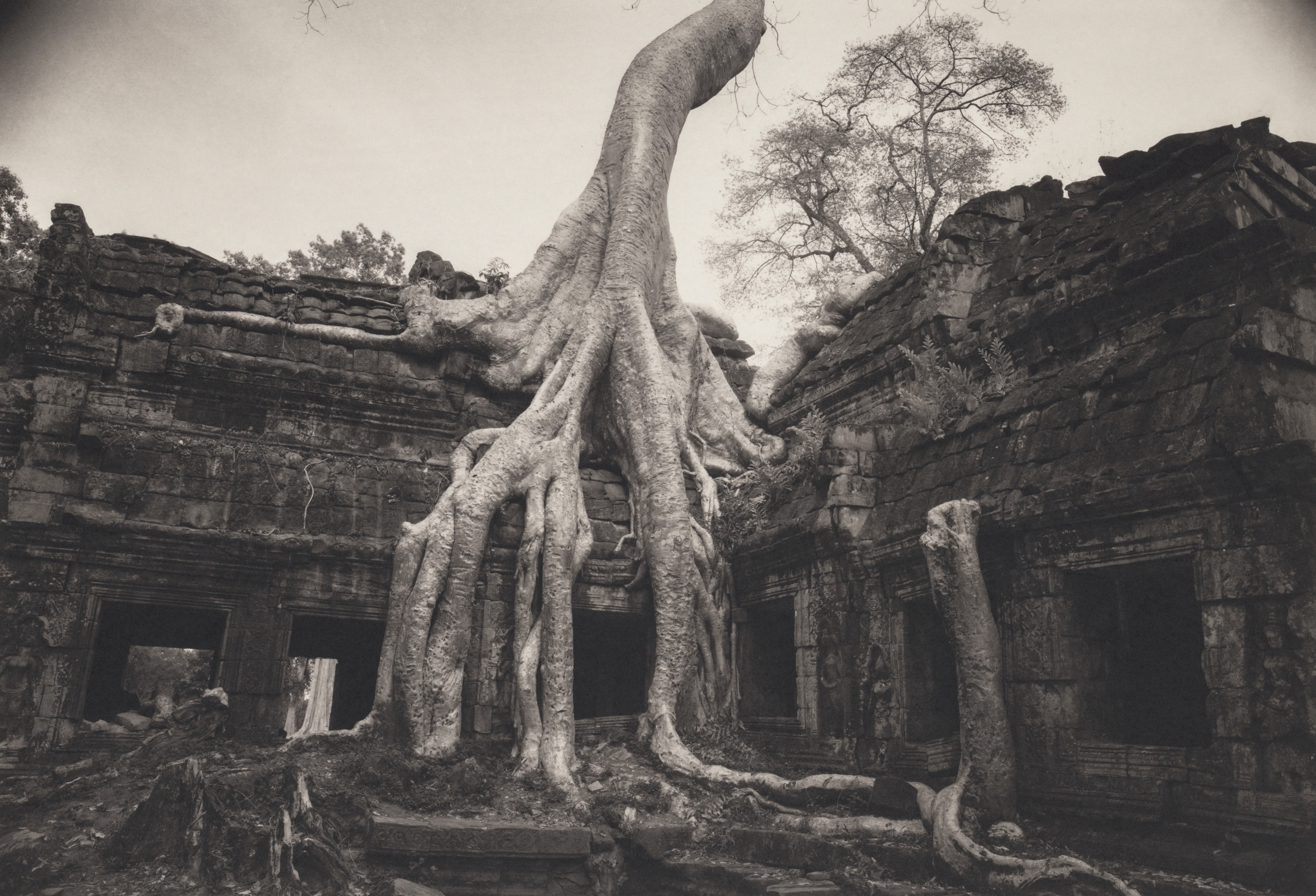Angkor #26, Ta Prohm