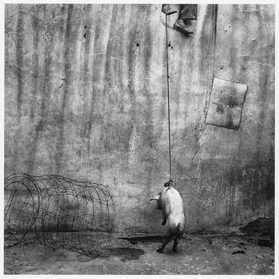 Hanging Pig | Cleveland Museum of Art