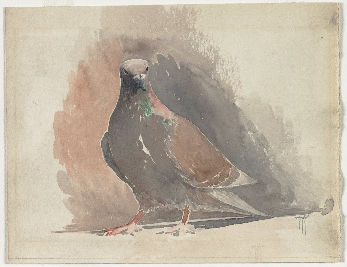 Brown Pigeon, Thomas R. Kimball, c. 1933