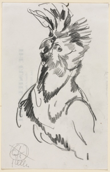 Study of a Cockatoo