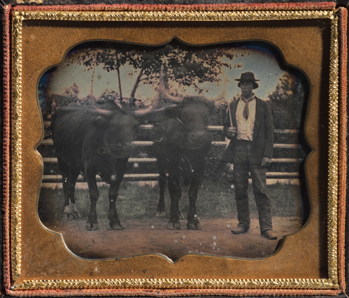 Two Oxen and Driver