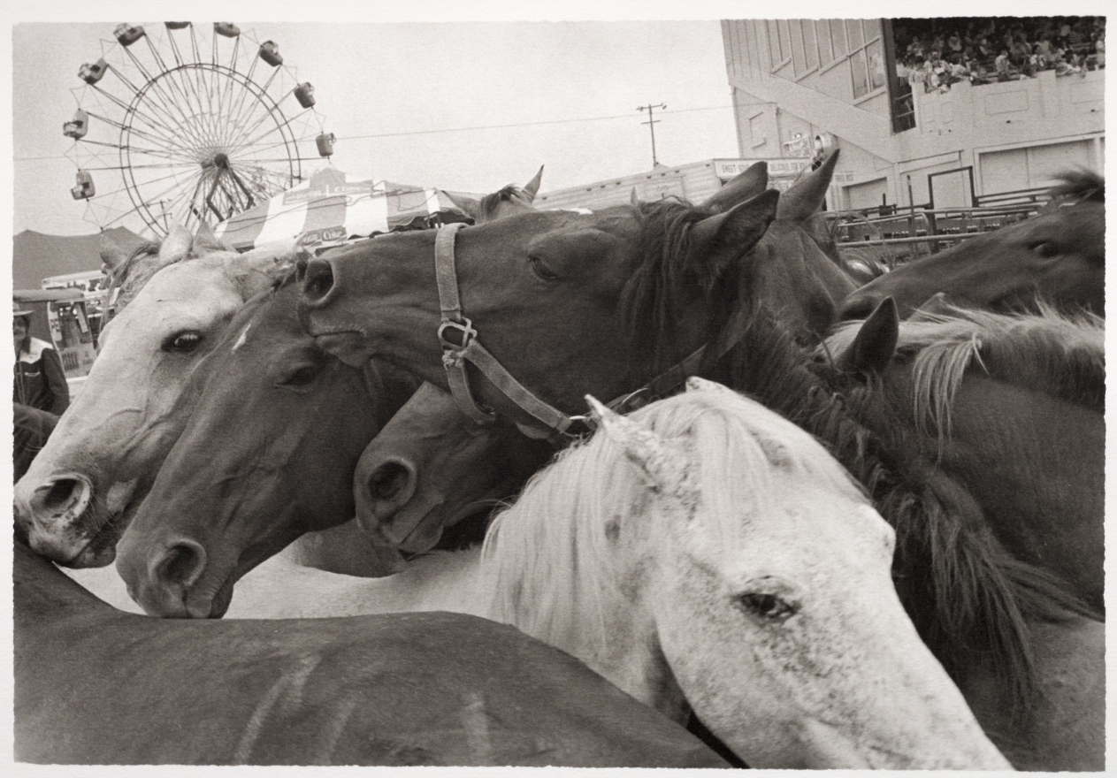Horse Spirits #001, Maine, 1985