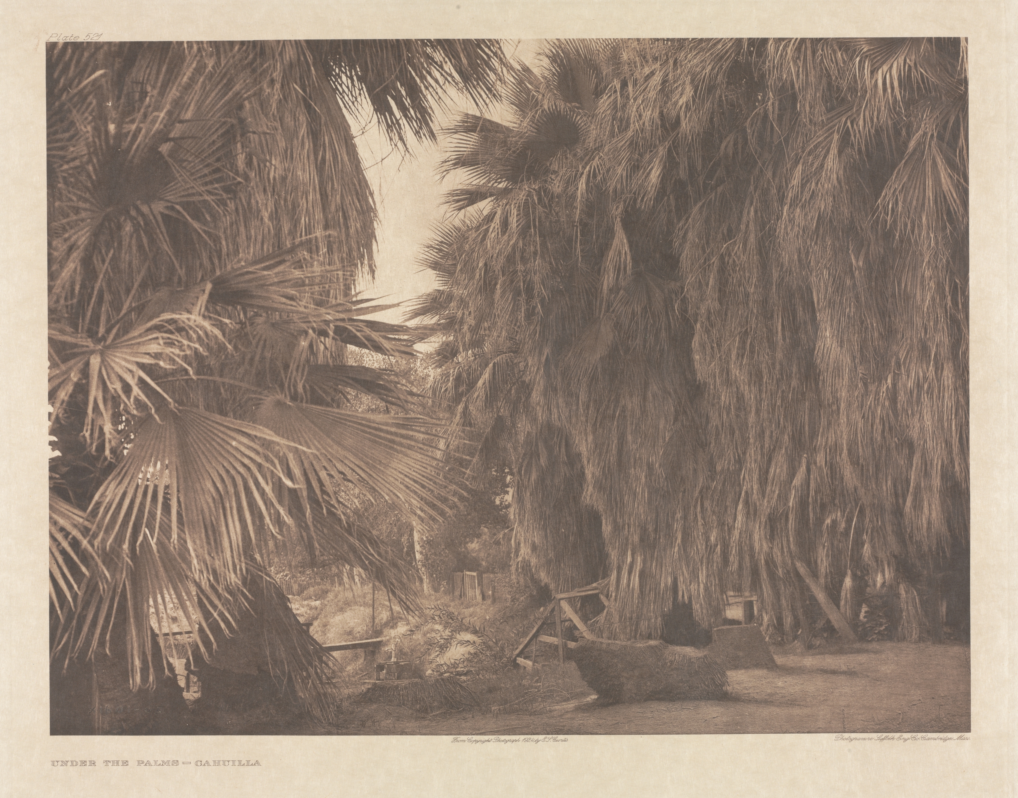 Portfolio XV, Plate 521: Under the Palms - Cahuilla