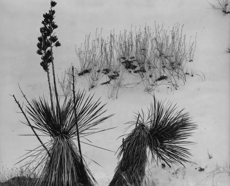 Yucca Plants, White Sands, New Mexico