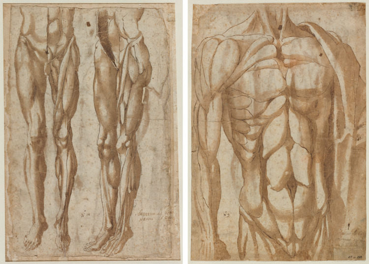 Two Studies of a Flayed Man (recto) Study of a Flayed Torso (verso)