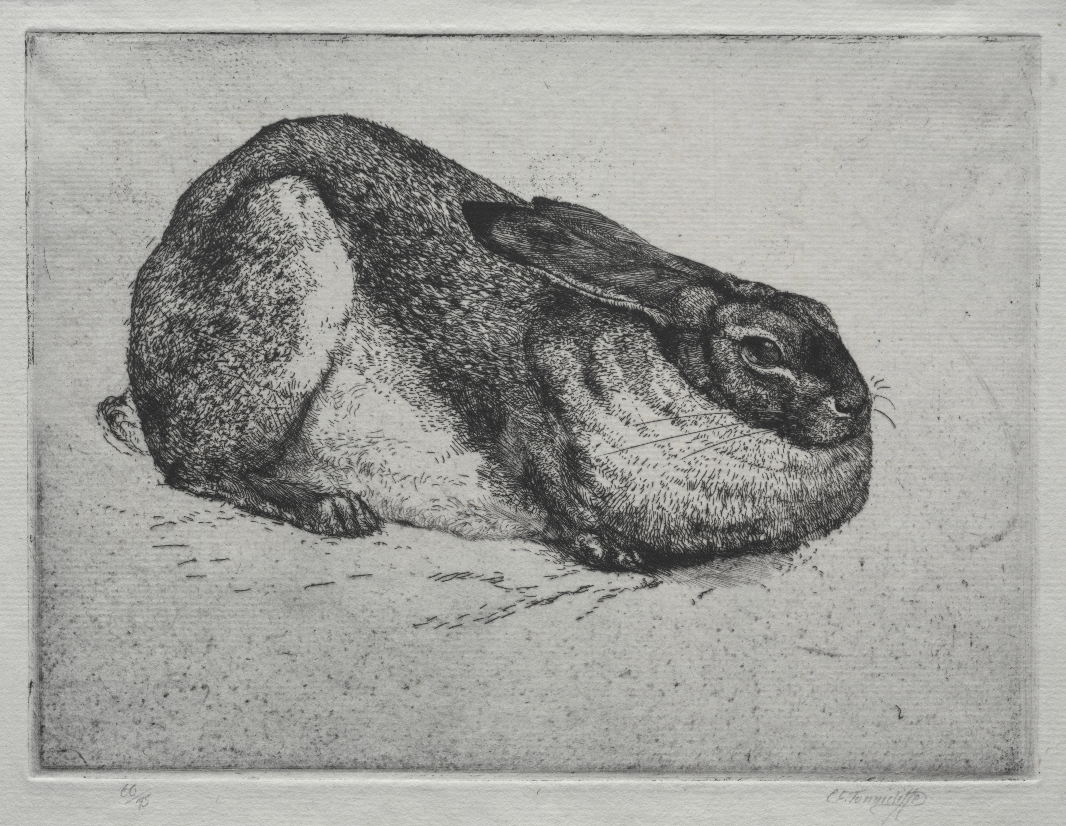 The Sitting Hare