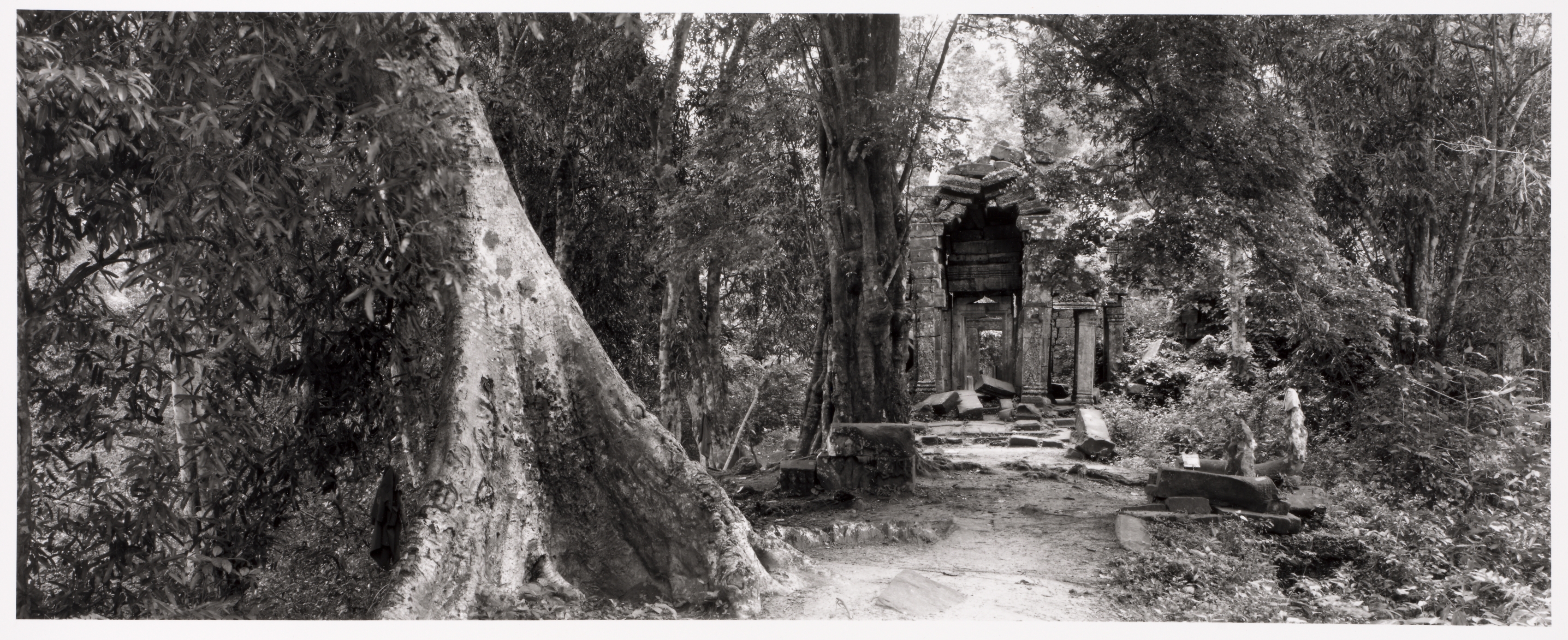 Angkor Wat (path by banyan)