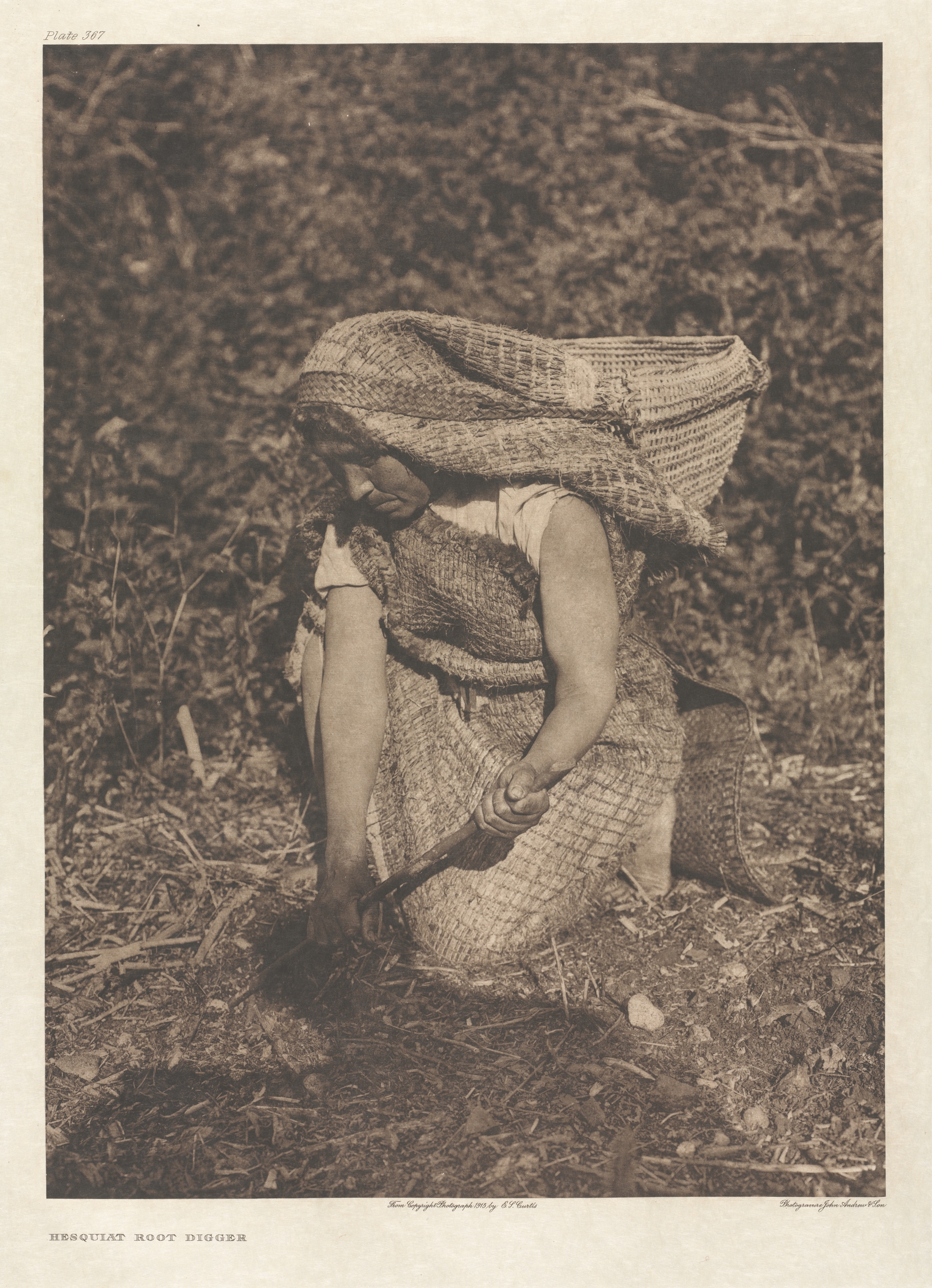 Portfolio XI, Plate 367: Hesquiat Root Digger