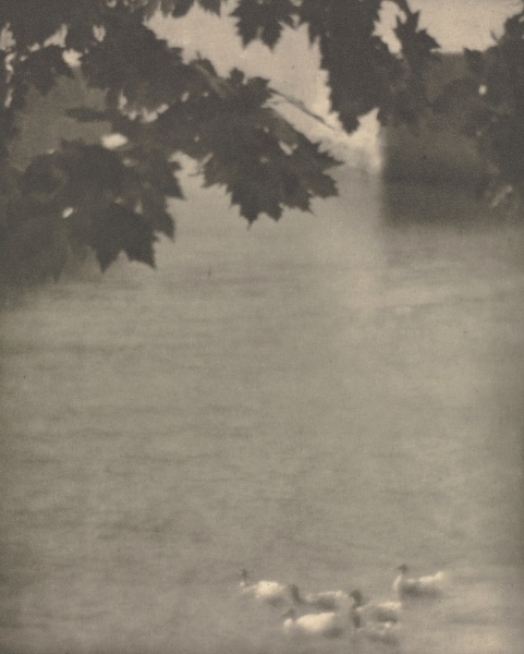 Camera Work: Ducks, Lake Como