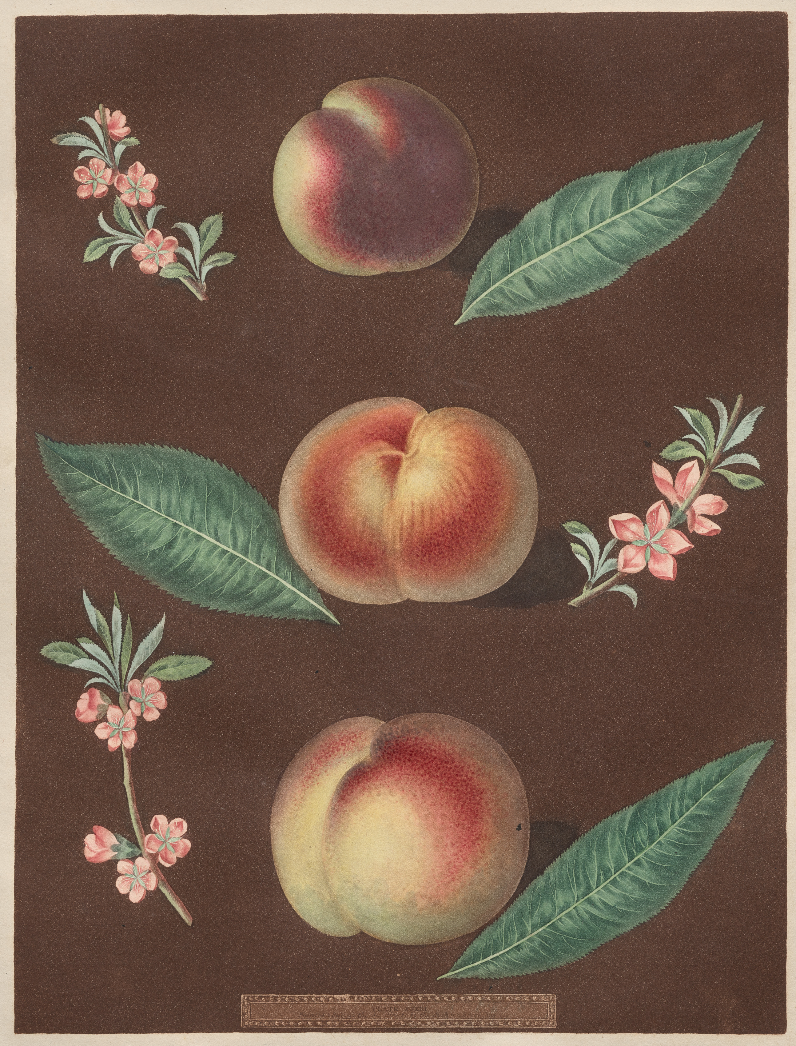 Pomona Britannica: No. 33 - Peaches