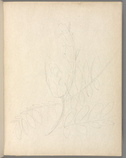 Sketchbook No. 6, page 43: Pale Pencil outline sketch of leaves