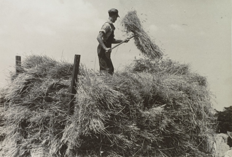 Loading bundles of wheat for hauling to thresher, central Ohio