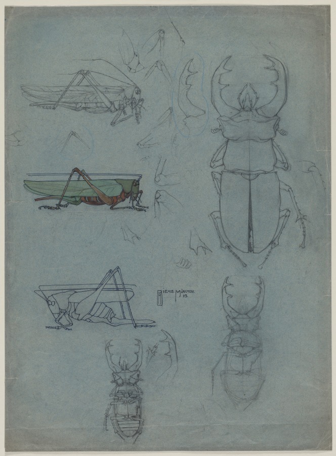 Studies of Stag Beetles and Grasshoppers, August Biehle, Jr., 1905