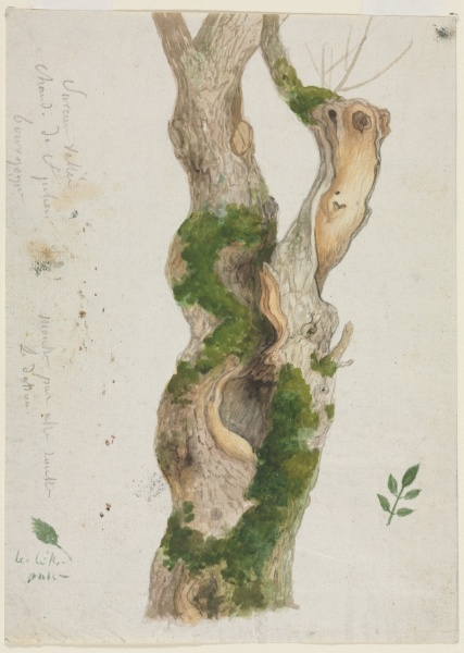 Study of a Tree Trunk