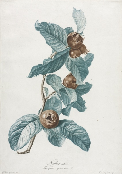 Cultivated Medlar (Mespilus germanica)