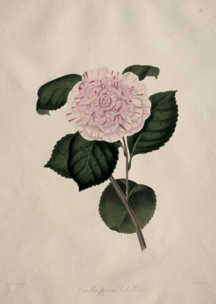 Illustrations and descriptions of...the Natural Order Camellieae:  No. 41