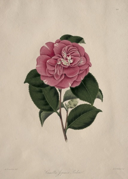 Illustrations and descriptions of...the Natural Order Camellieae:  No. 44
