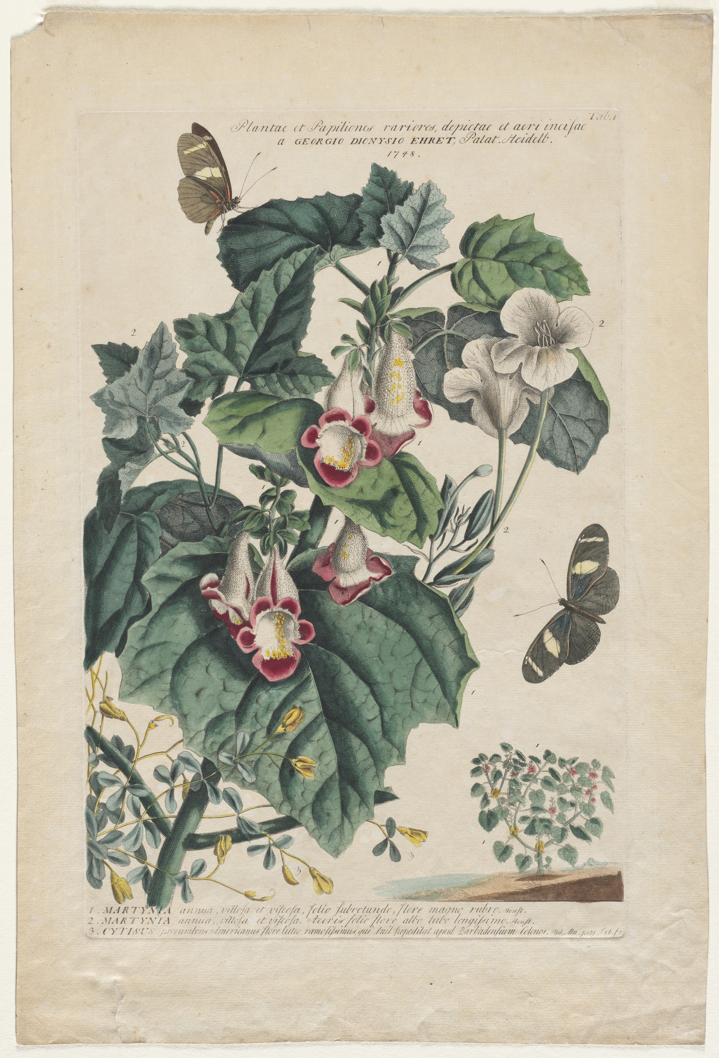 Plantae et Papiliones rariores:  Martynia