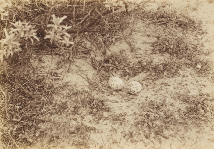 Eggs of a Stone-curlew or Plover