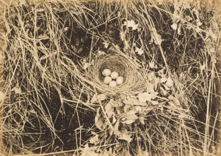Yellowhammer Nest with Eggs
