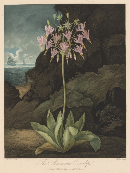The American Cowslip, Plate 26