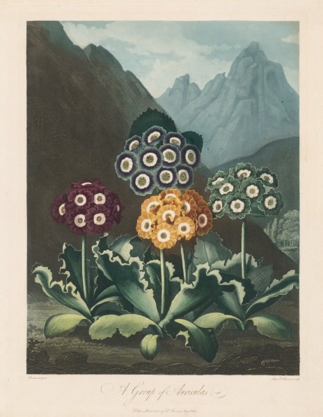 The Temple of Flora, or Garden of Nature:  A Group of Auriculas