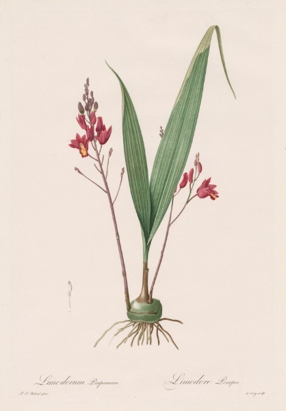 Les Liliacées:  Limodorum purpureum