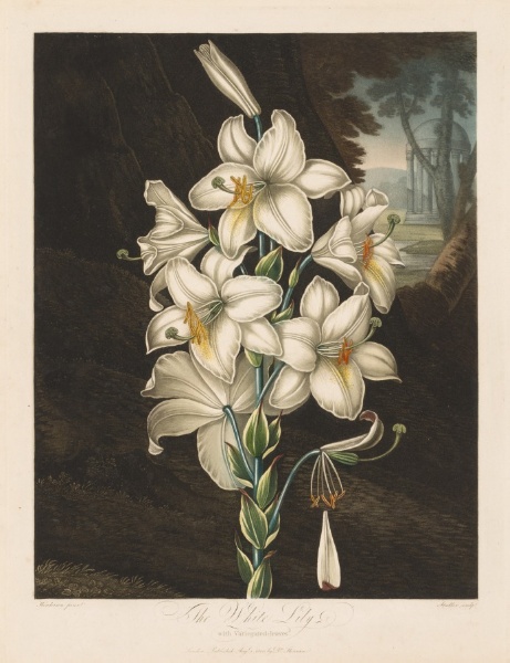 The Temple of Flora, or Garden of Nature:  The White Lily with Variegated Leaves