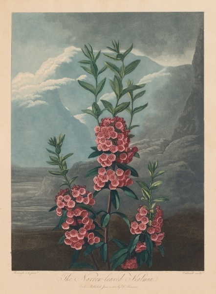 The Temple of Flora, or Garden of Nature:  The Narrow-leaved Kalmia, Mountain Laurel